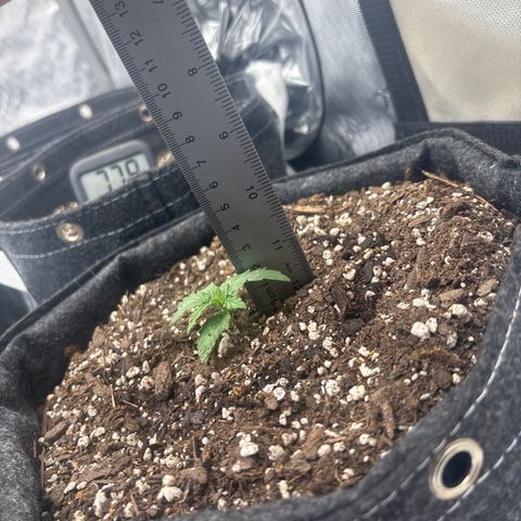 Blackberry Auto #4  growlog timeline photo