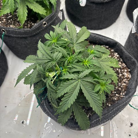 Blackberry auto  #3 growlog photo: Before and after of defoliation 