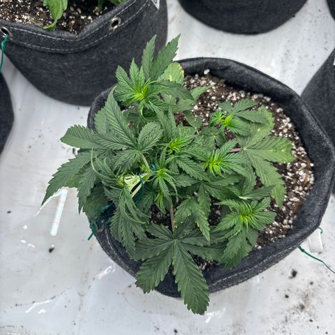 Blackberry auto  #3 growlog photo: Before and after of defoliation 