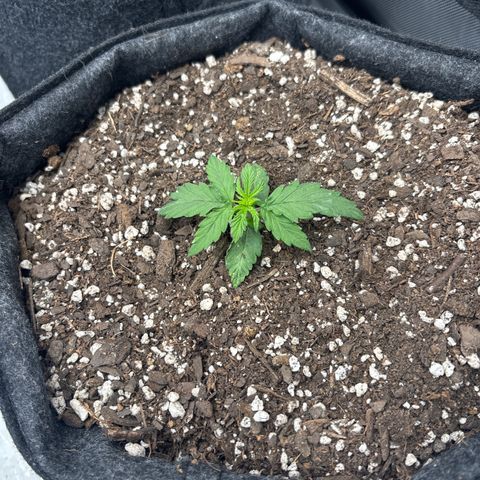 Blackberry Auto #4  growlog photo: Lookin good