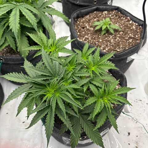 Blackberry auto  #3 growlog photo: Cola sites developing well