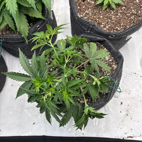 Blackberry auto  #3 growlog photo: After training 
