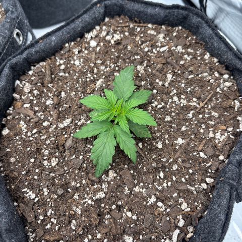 Blackberry Auto #4  growlog photo: First true leaves showing 