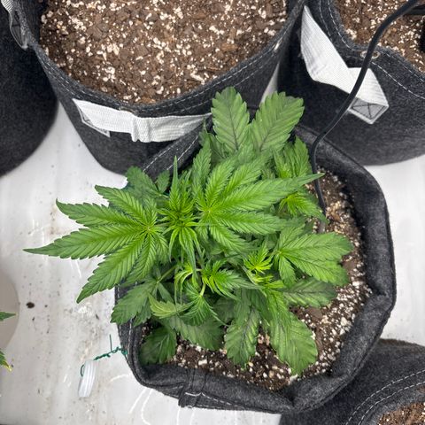 Blackberry auto  #1 growlog photo: Before and after of defoliation, two main fan leaves blocking budsite development 

Big ass leaves 