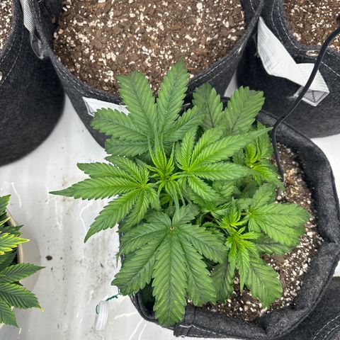 Blackberry auto  #1 growlog photo: Before and after of defoliation, two main fan leaves blocking budsite development 

Big ass leaves 
