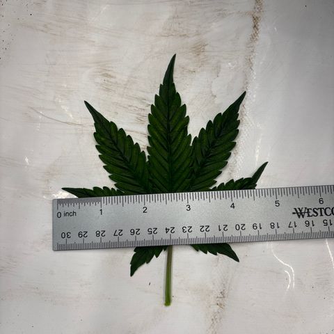 Blackberry auto  #1 growlog photo: Before and after of defoliation, two main fan leaves blocking budsite development 

Big ass leaves 
