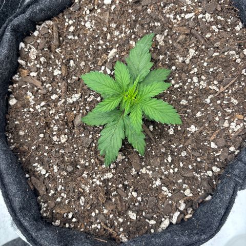 Blackberry Auto #4  growlog photo: Start of week 3 