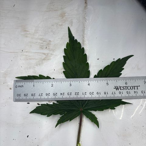 Blackberry auto  #2 growlog timeline photo