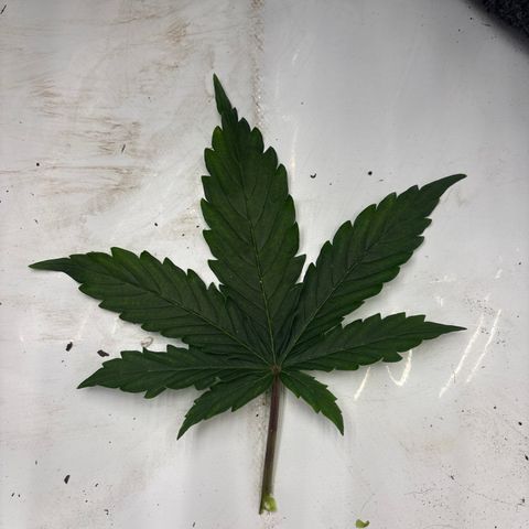 Blackberry auto  #2 growlog timeline photo