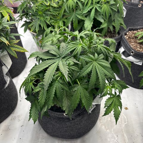 Blackberry auto  #1 growlog photo: Before training 