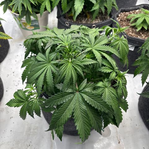Blackberry auto  #1 growlog photo: Before training 
