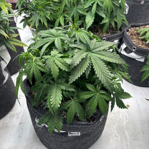 Blackberry auto  #1 growlog photo: Before training 