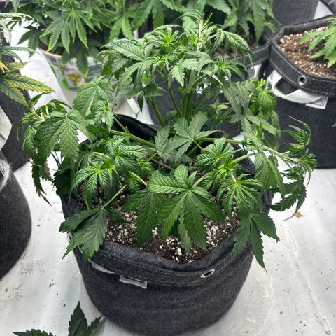 Blackberry auto  #1 growlog timeline photo