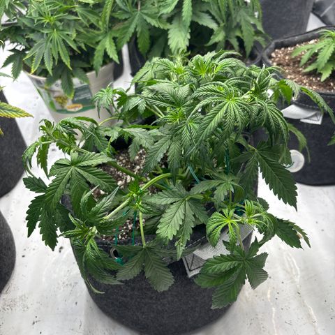 Blackberry auto  #1 growlog timeline photo