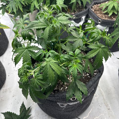 Blackberry auto  #1 growlog timeline photo