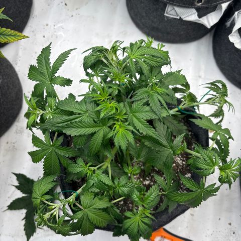 Blackberry auto  #1 growlog timeline photo