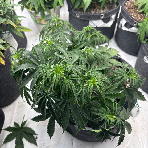 Blackberry auto  #3 growlog photo: Before training 