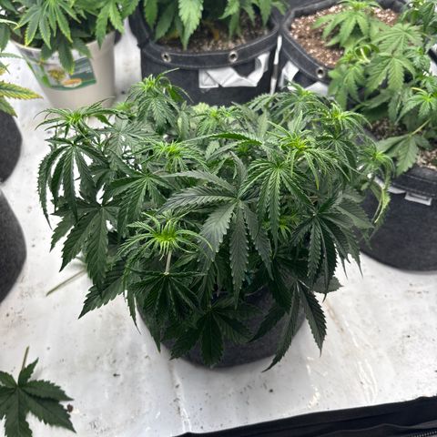 Blackberry auto  #3 growlog photo: Before training 