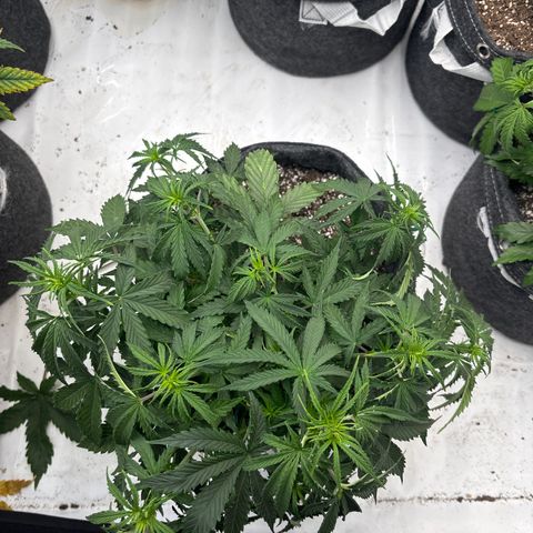 Blackberry auto  #3 growlog photo: Before training 