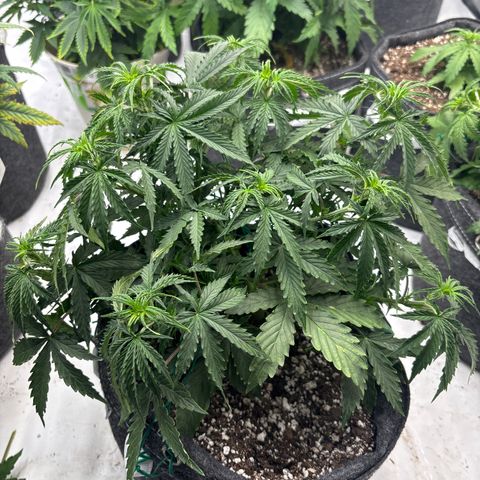 Blackberry auto  #3 growlog photo: Before training 