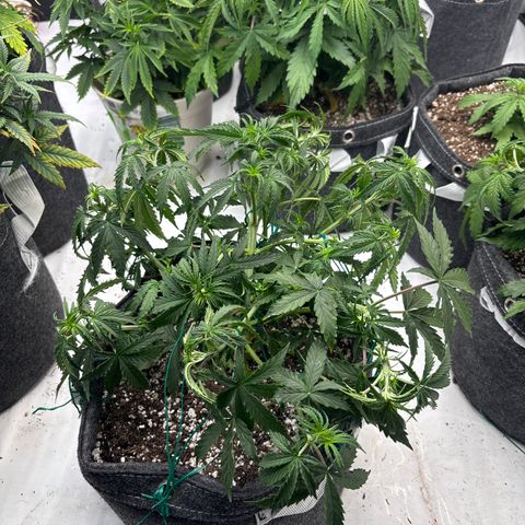 Blackberry auto  #3 growlog photo: After training 