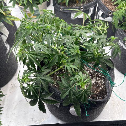 Blackberry auto  #3 growlog photo: After training 