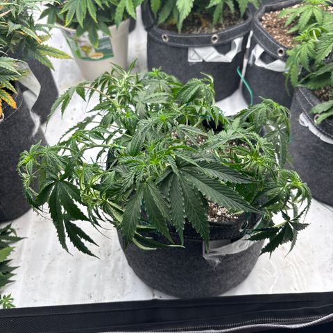 Blackberry auto  #3 growlog photo: After training 