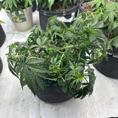 Blackberry auto  #3 growlog photo: After training 