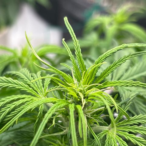 Blackberry auto  #2 growlog photo: I believe flowering has started on number 2