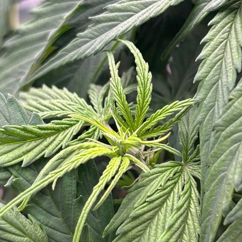 Blackberry auto  #2 growlog photo: I believe flowering has started on number 2