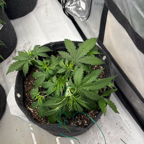 Blackberry Auto #4  growlog timeline photo