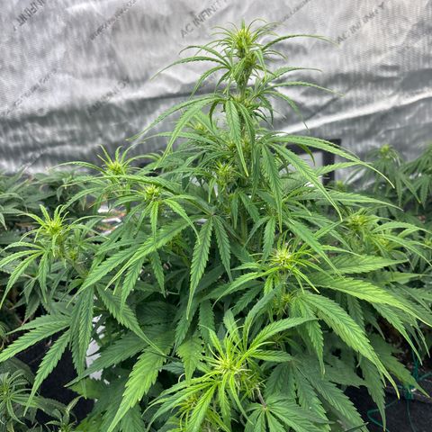 Blackberry auto  #2 growlog photo: Flower definitely getting started 