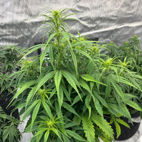 Blackberry auto  #2 growlog photo: Flower definitely getting started 