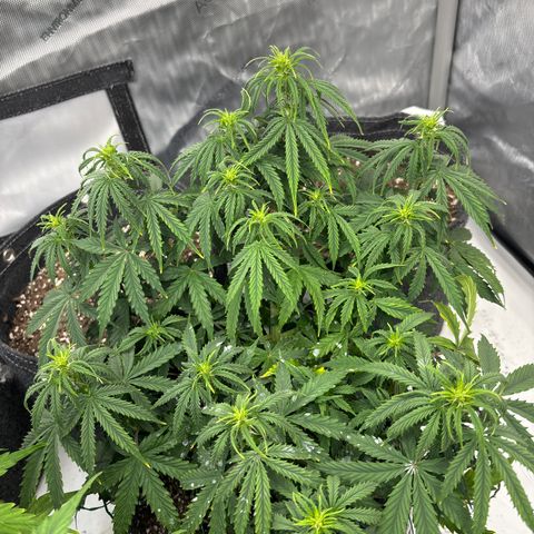 Blackberry auto  #3 growlog timeline photo