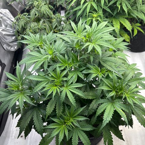 Blackberry auto  #1 growlog photo: Flower just getting started 