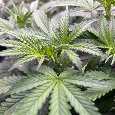 Blackberry auto  #1 growlog photo: Flower just getting started 