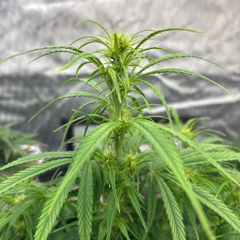 Blackberry auto  #2 growlog photo: Flower definitely getting started 
