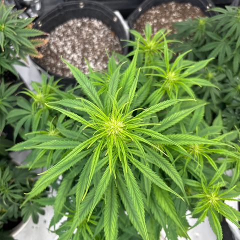 Blackberry auto  #2 growlog photo: Flower definitely getting started 