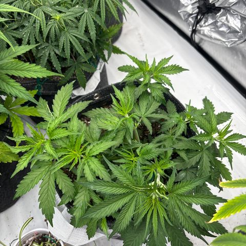 Blackberry Auto #4  growlog photo: Training going well