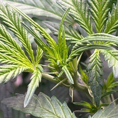 Blackberry auto  #1 growlog photo: Flower just getting started 
