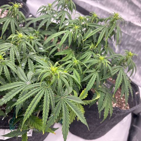 Blackberry auto  #3 growlog timeline photo