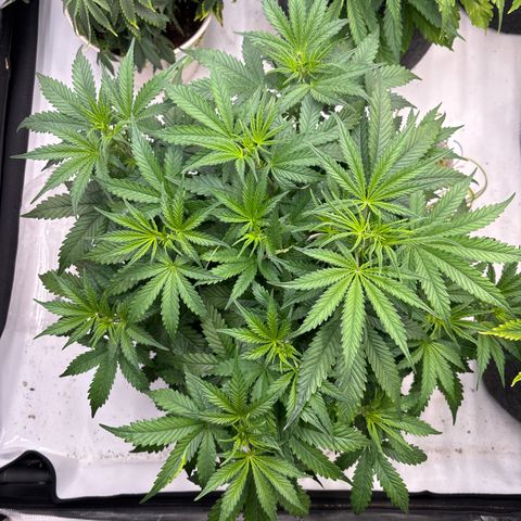 Blackberry auto  #1 growlog photo: Flower just getting started 