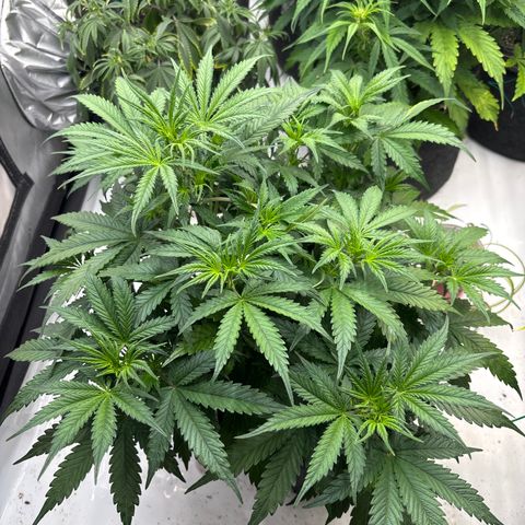 Blackberry auto  #1 growlog photo: Flower just getting started 