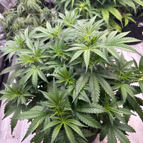 Blackberry auto  #1 growlog photo: Flower just getting started 