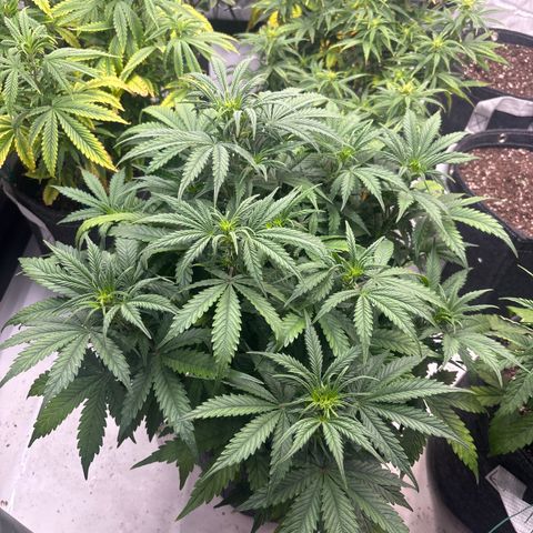 Blackberry auto  #1 growlog photo: Flower really kicking off