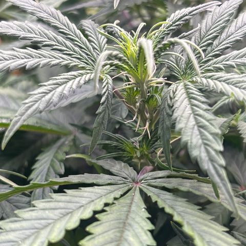 Blackberry auto  #1 growlog photo: Flower really kicking off