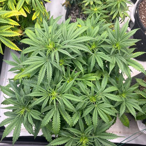 Blackberry auto  #1 growlog photo: Flower really kicking off