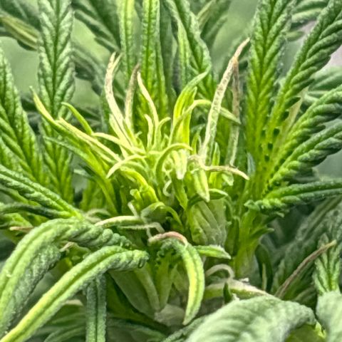 Blackberry auto  #1 growlog photo: Flower really kicking off