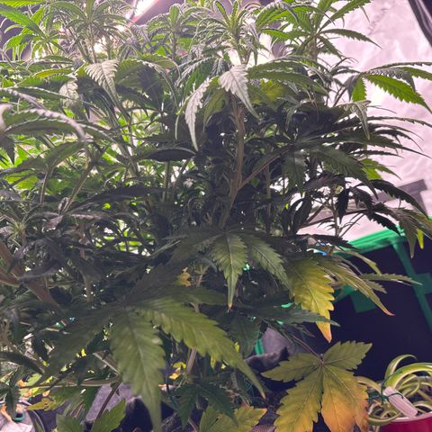Blackberry auto  #1 growlog photo: Before lollipop