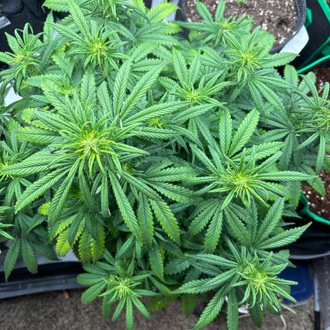 Blackberry auto  #1 growlog photo: Before lollipop